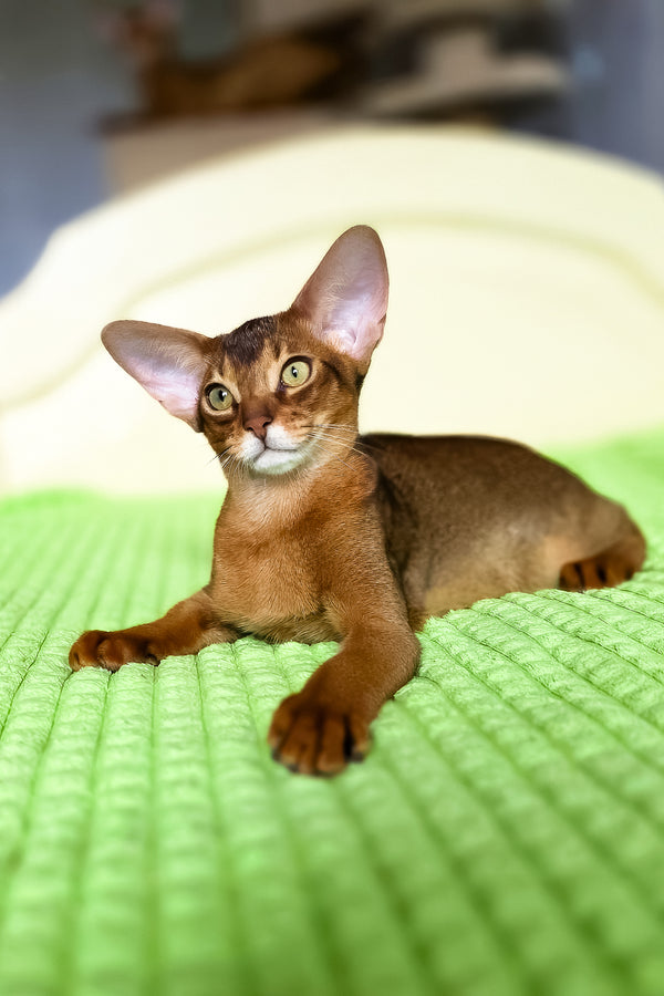 Simba | Abyssinian Kitten