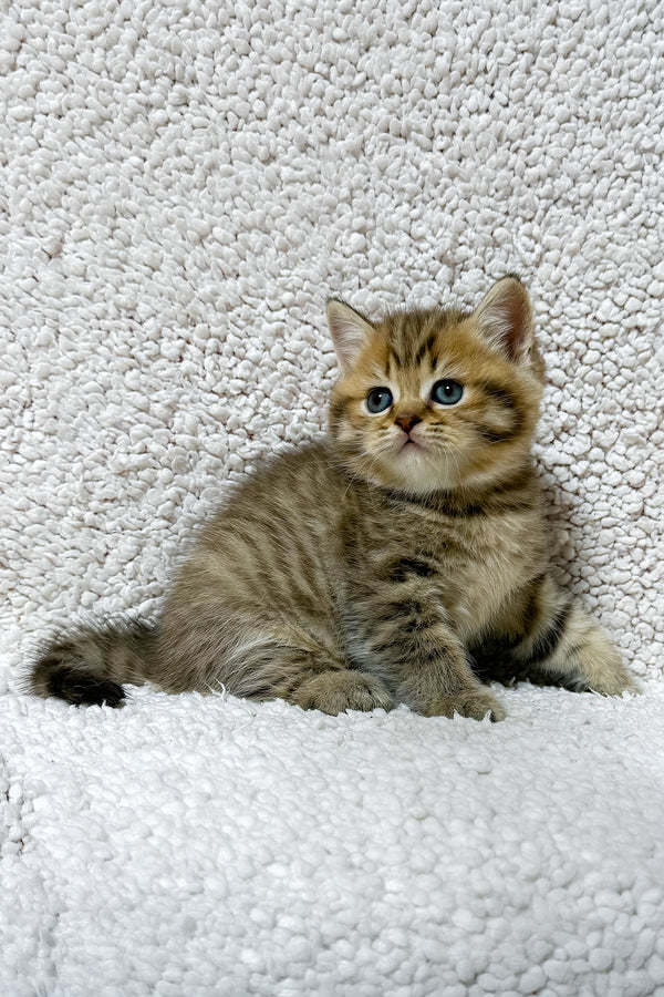 Simon | Scottish Straight Kitten