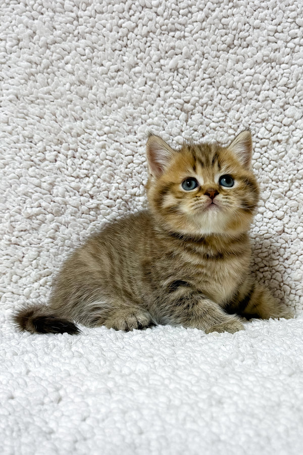 Simon | Scottish Straight Kitten