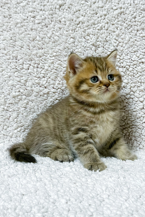 Simon | Scottish Straight Kitten