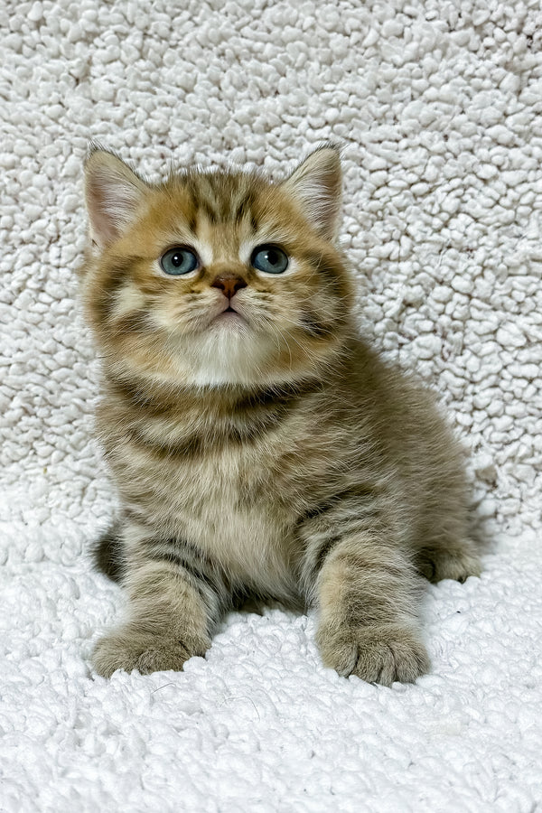 Simon | Scottish Straight Kitten