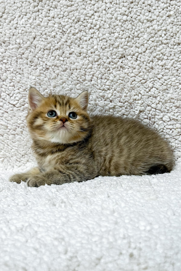 Simon | Scottish Straight Kitten