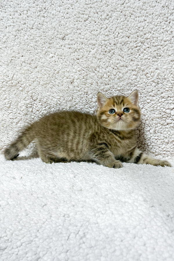 Simon | Scottish Straight Kitten