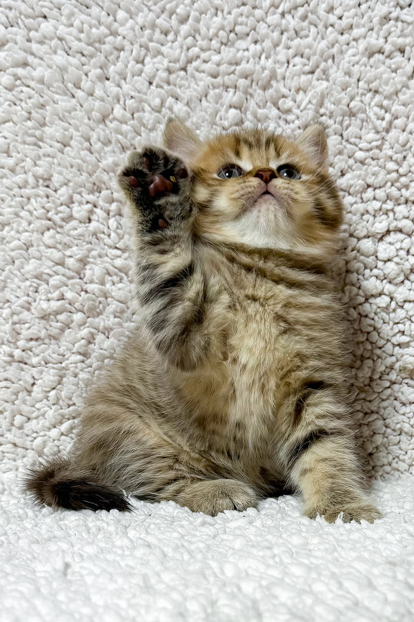 Simon | Scottish Straight Kitten