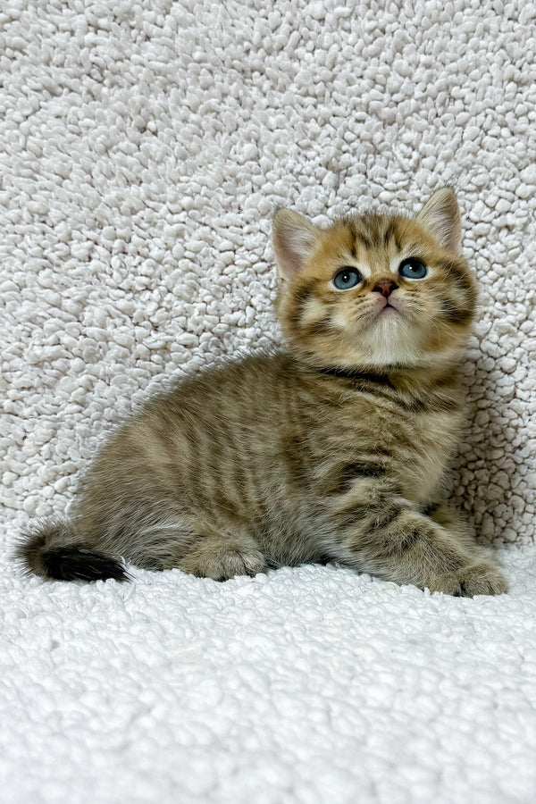 Simon | Scottish Straight Kitten