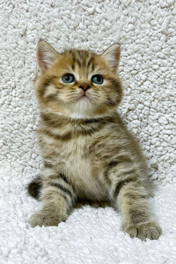 Simon | Scottish Straight Kitten