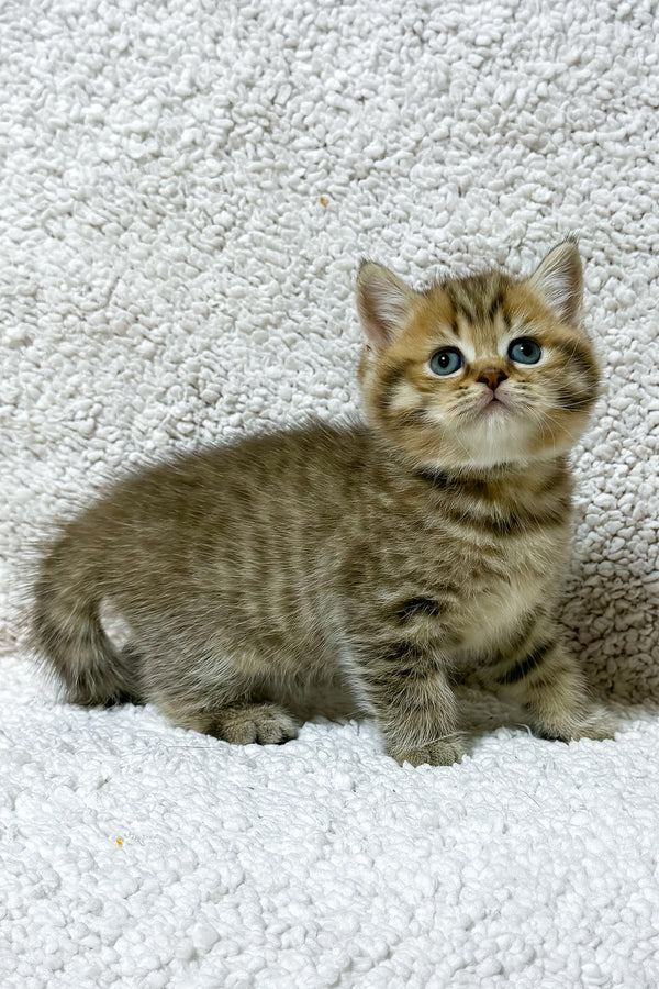 Simon | Scottish Straight Kitten