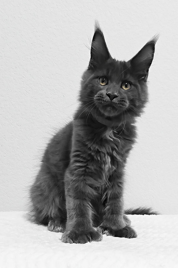 Slate | Polydactyl Maine Coon Kitten