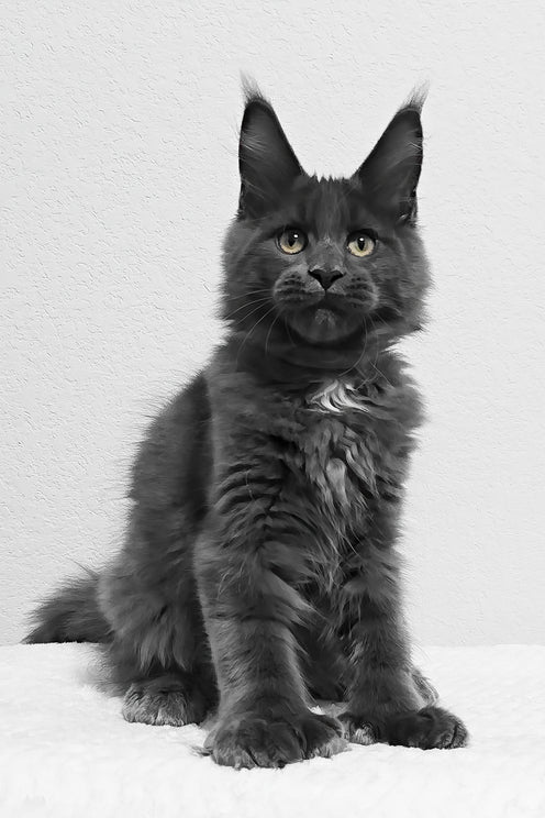 Slate | Polydactyl Maine Coon Kitten