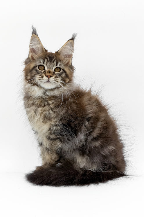 Simbus | Maine Coon Kitten
