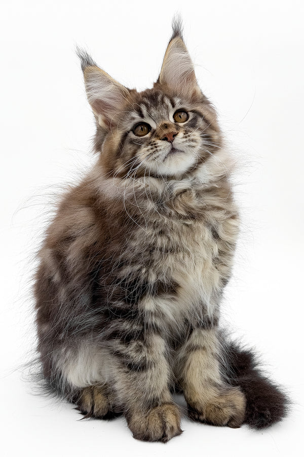 Simbus | Maine Coon Kitten
