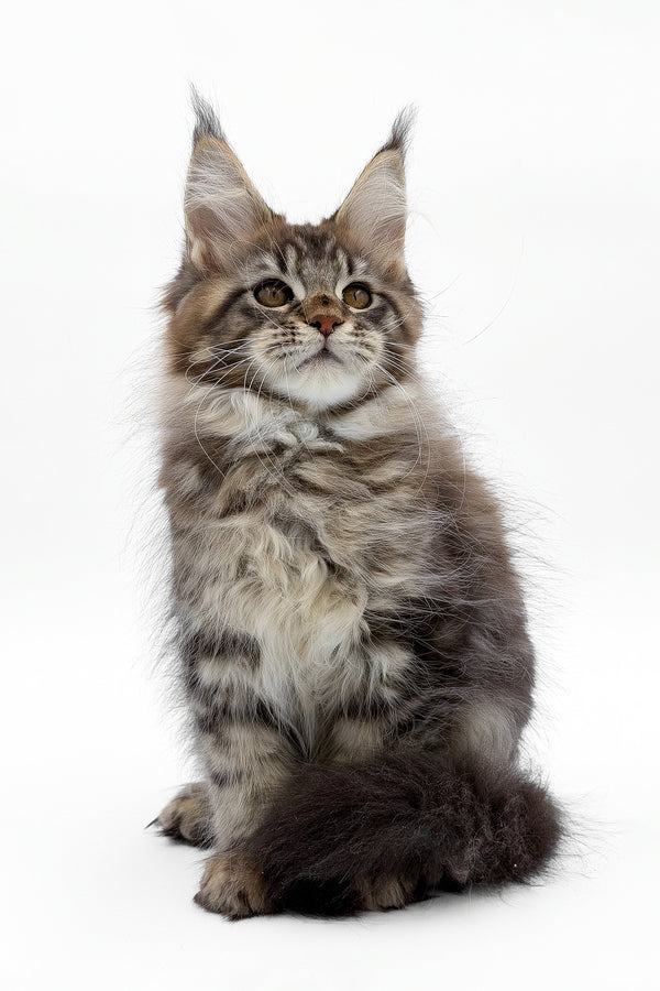 Simbus | Maine Coon Kitten