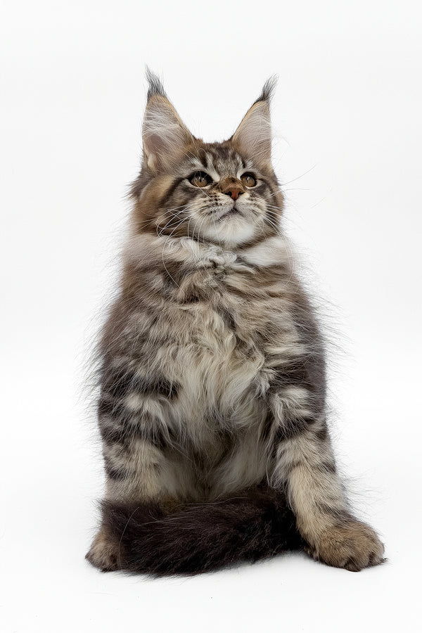 Simbus | Maine Coon Kitten