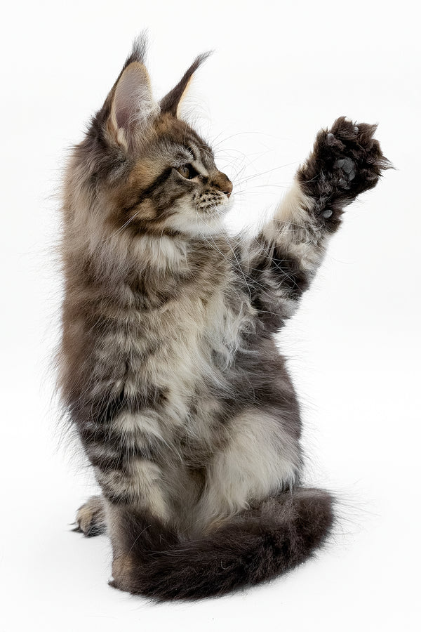 Simbus | Maine Coon Kitten