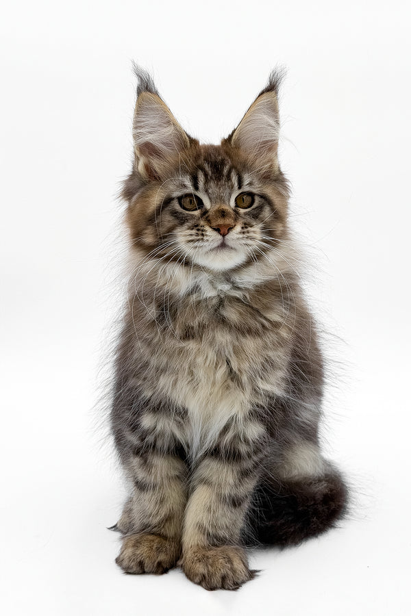 Simbus | Maine Coon Kitten