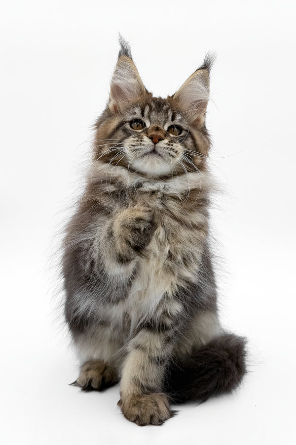 Simbus | Maine Coon Kitten
