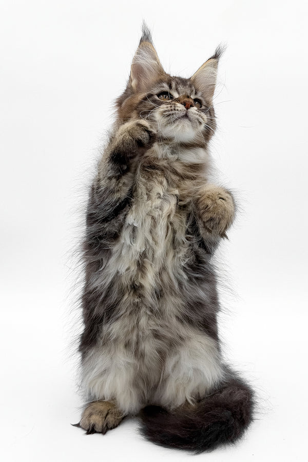 Simbus | Maine Coon Kitten