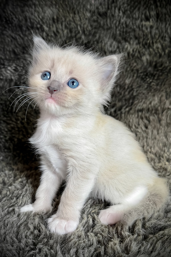 Snickerdoodle | Cherubim Ragdoll Kitten