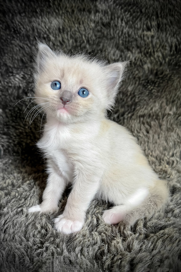 Snickerdoodle | Cherubim Ragdoll Kitten