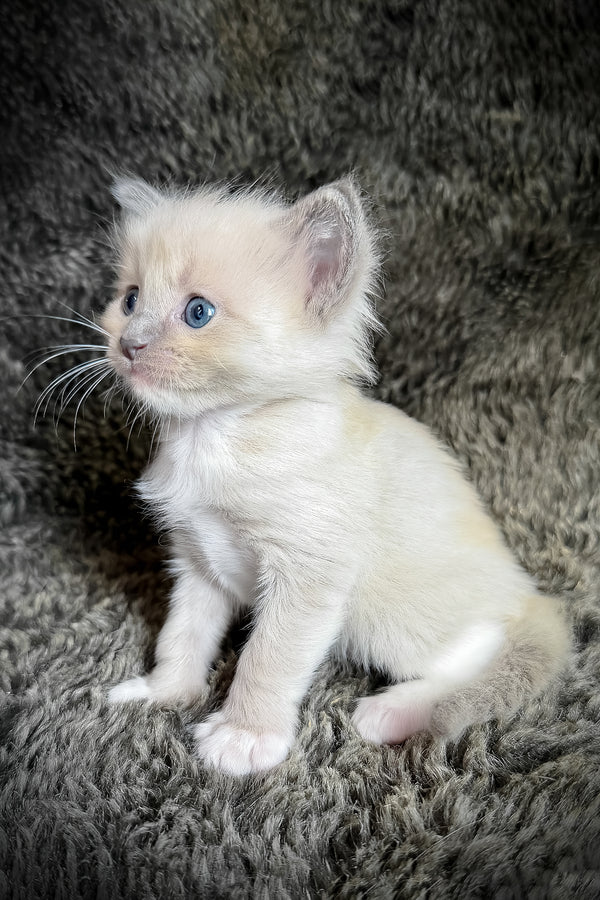 Snickerdoodle | Cherubim Ragdoll Kitten