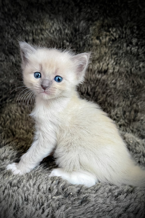 Snickerdoodle | Cherubim Ragdoll Kitten