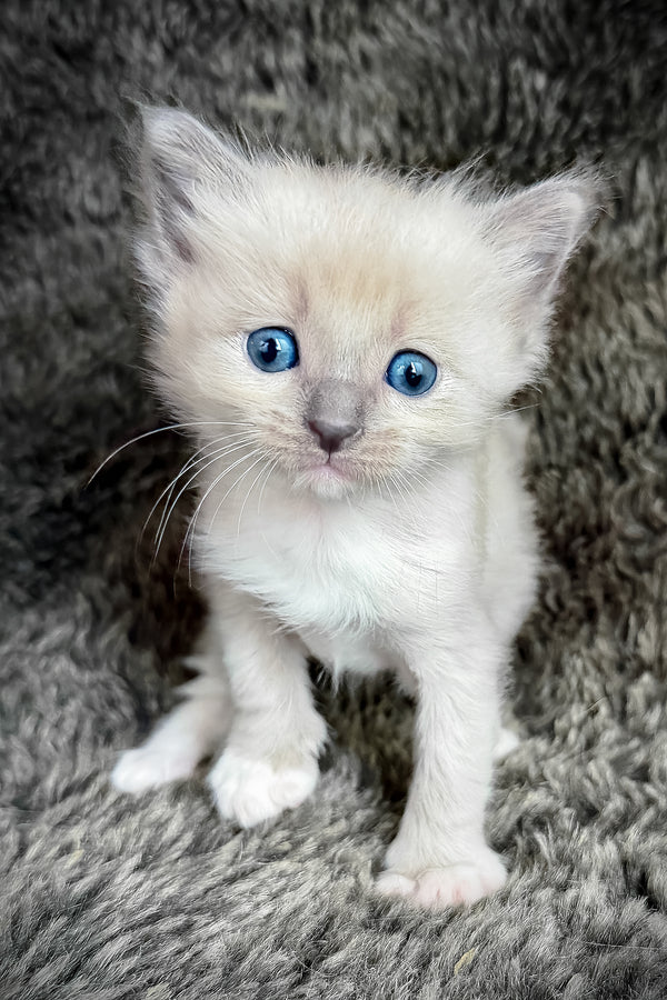 Snickerdoodle | Cherubim Ragdoll Kitten