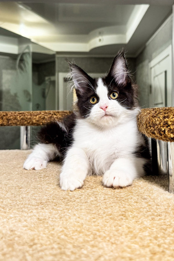 Sonik | Maine Coon Kitten