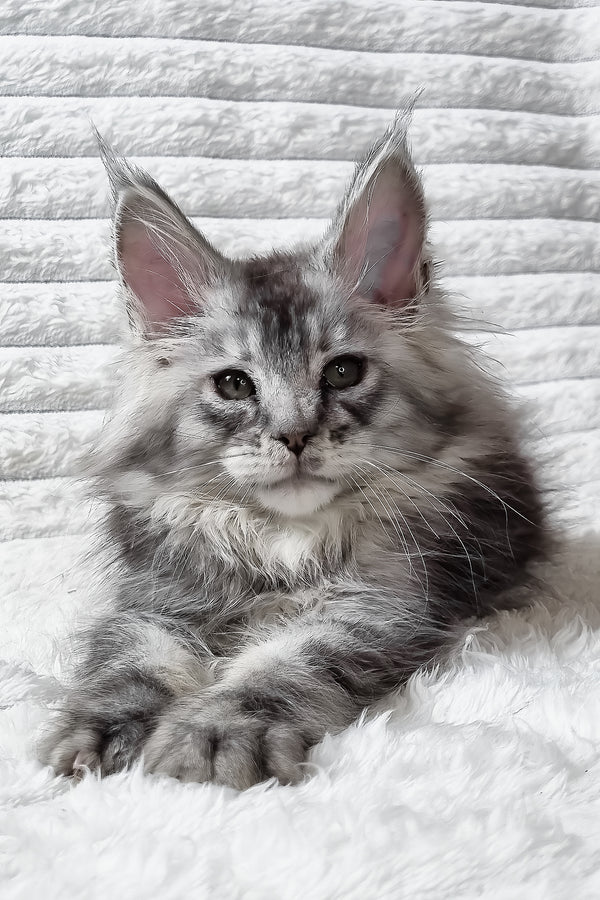 Sonya | Maine Coon Kitten
