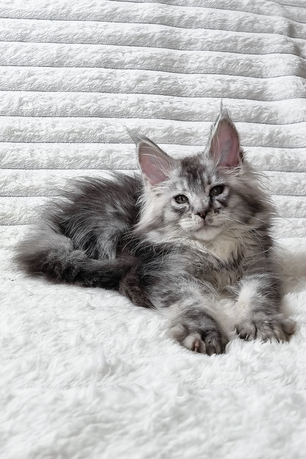 Sonya | Maine Coon Kitten