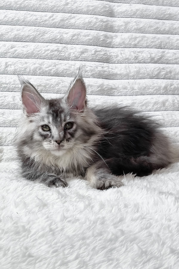 Sonya | Maine Coon Kitten
