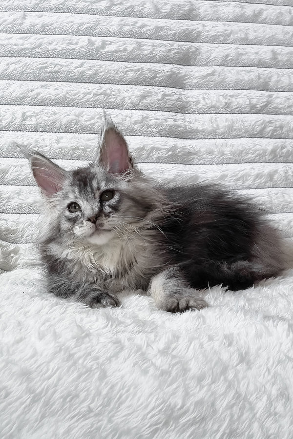 Sonya | Maine Coon Kitten