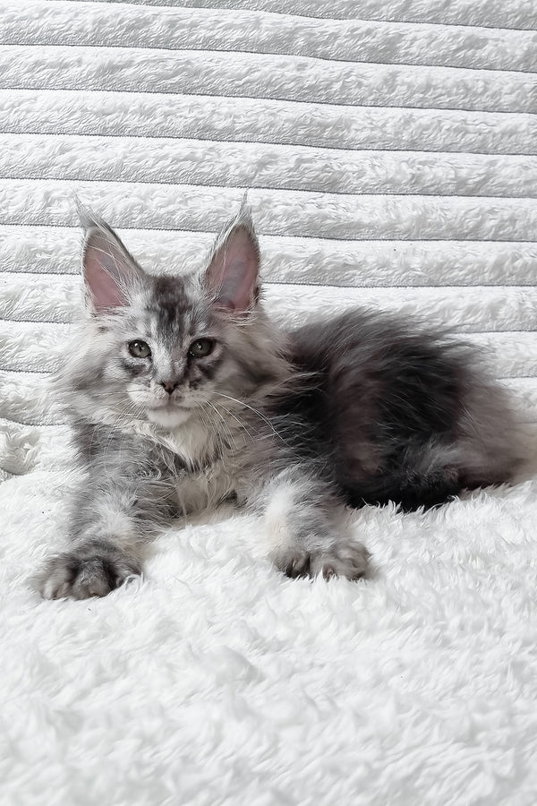 Sonya | Maine Coon Kitten