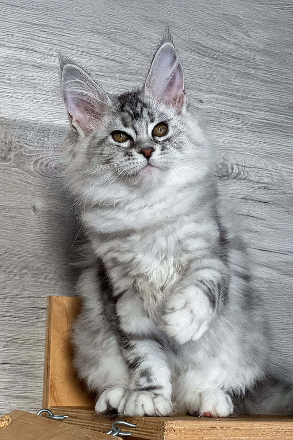 Sonya | Maine Coon Kitten