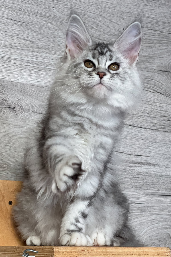 Sonya | Maine Coon Kitten