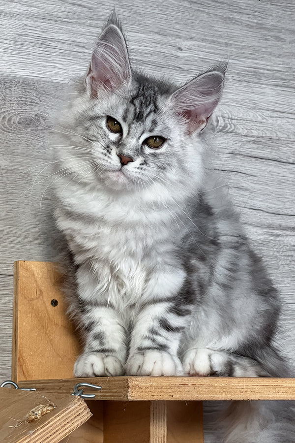 Sonya | Maine Coon Kitten