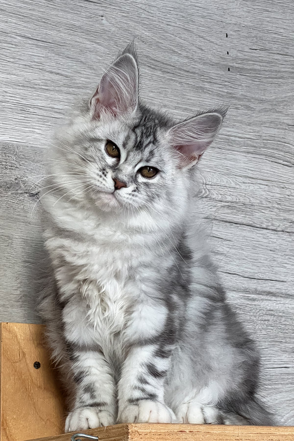 Sonya | Maine Coon Kitten