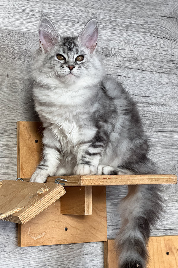 Sonya | Maine Coon Kitten
