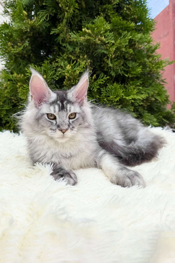 Sonya | Maine Coon Kitten