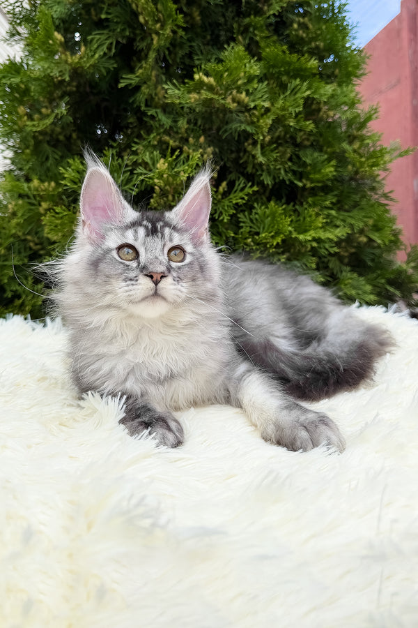 Sonya | Maine Coon Kitten