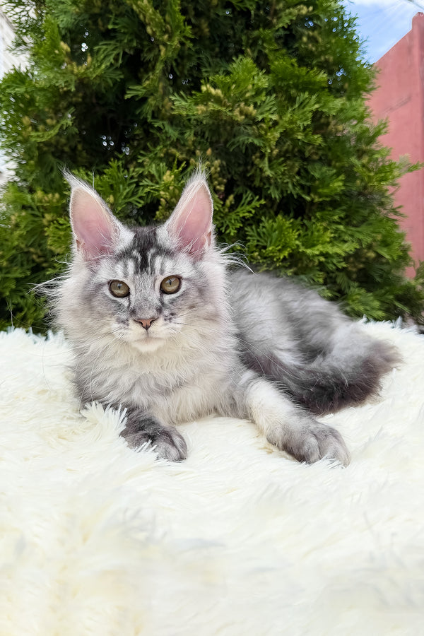 Sonya | Maine Coon Kitten