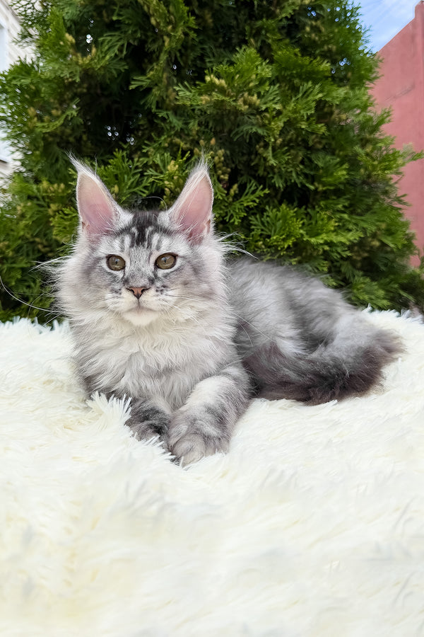 Sonya | Maine Coon Kitten