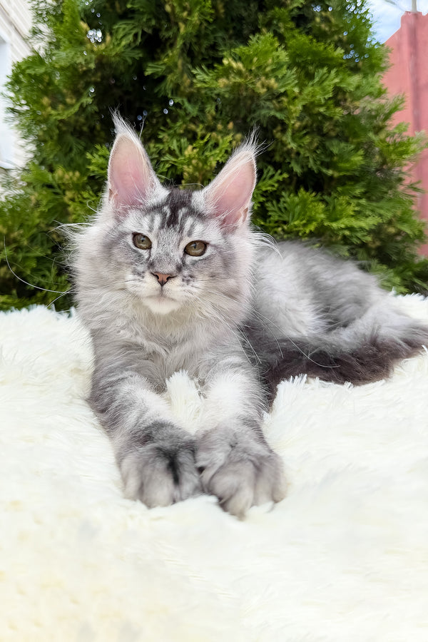 Sonya | Maine Coon Kitten