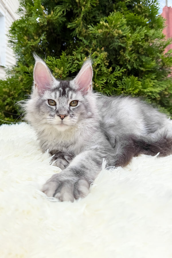 Sonya | Maine Coon Kitten