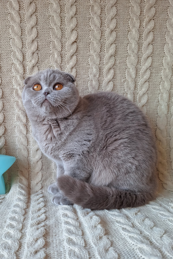Stefi | Scottish Fold Kitten