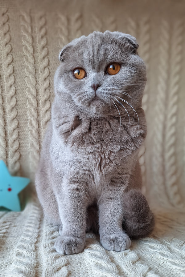 Stefi | Scottish Fold Kitten