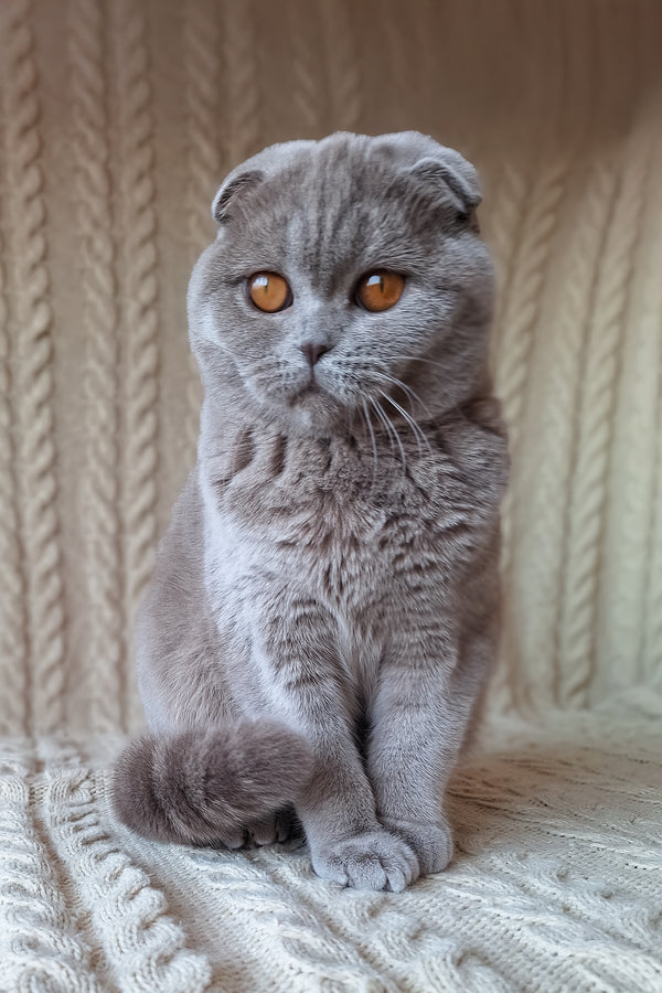 Stefi | Scottish Fold Kitten