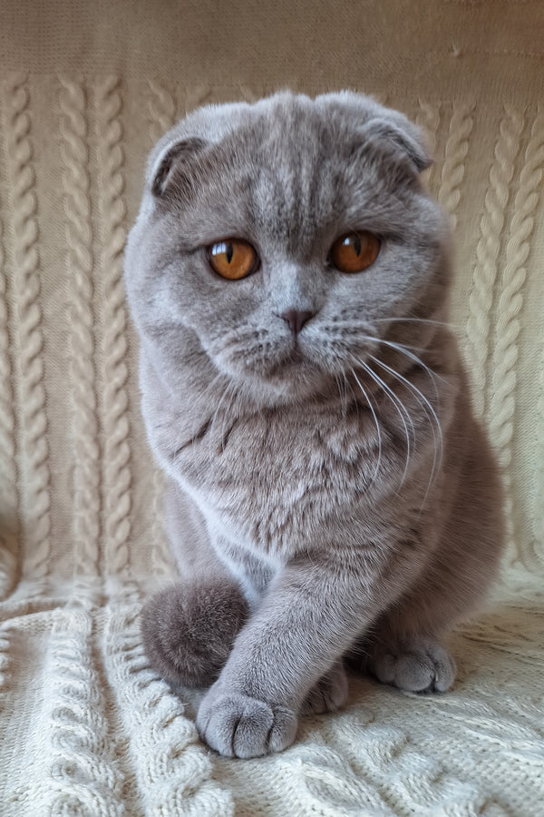 Stefi | Scottish Fold Kitten