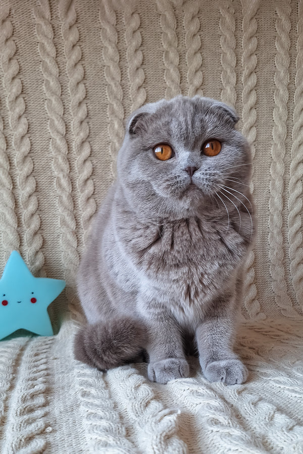Stefi | Scottish Fold Kitten