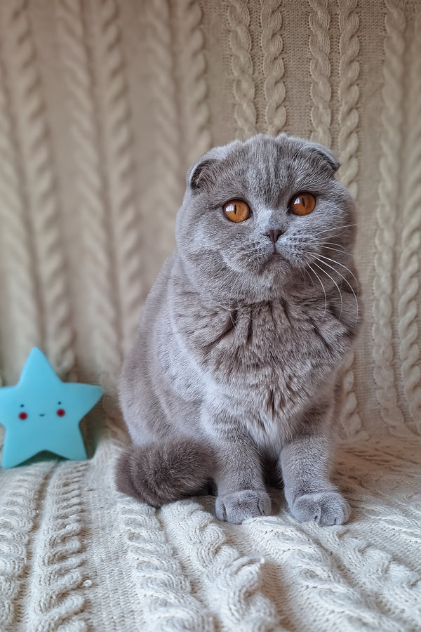 Stefi | Scottish Fold Kitten