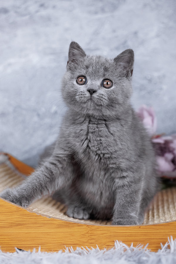Stella | British Shorthair Kitten